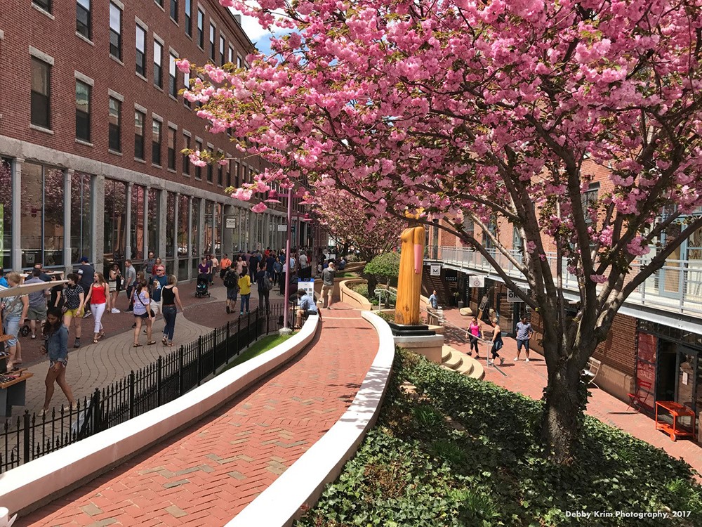 SOWA art and design district galleries with cherry tree in bloom